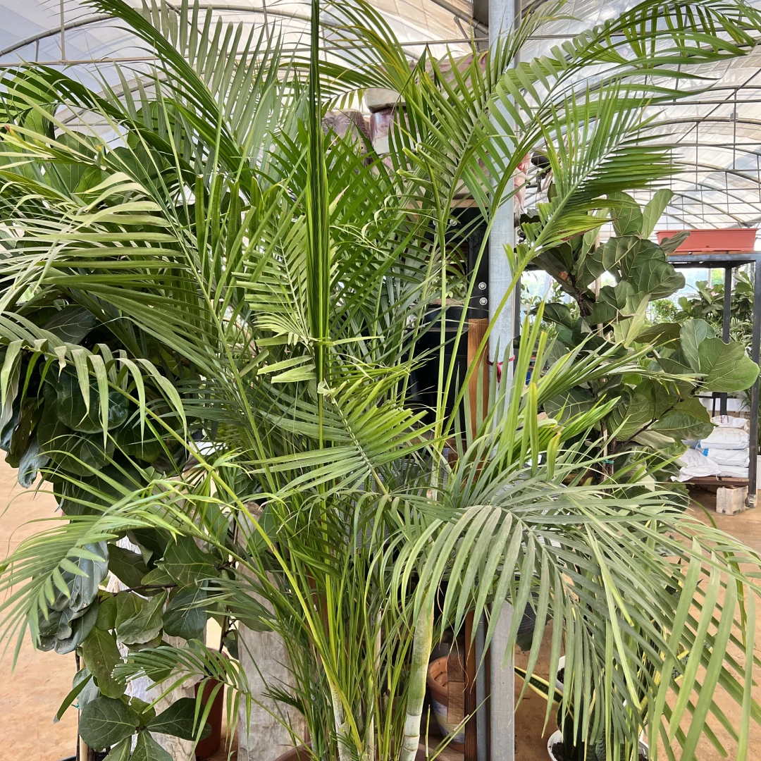 Areca - 10