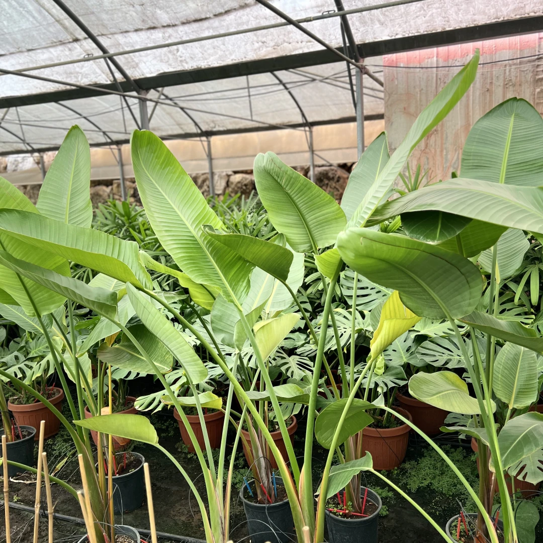 Bird Of Paradise - 2