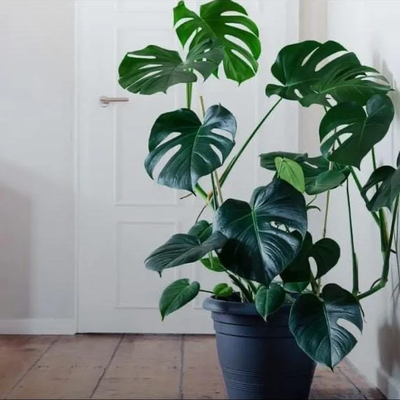 Monstera Plant