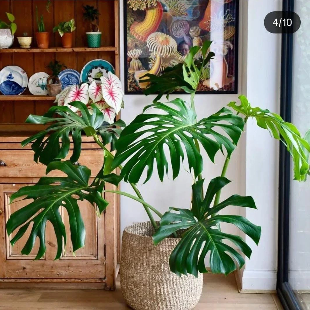 Monstera Plant - 8