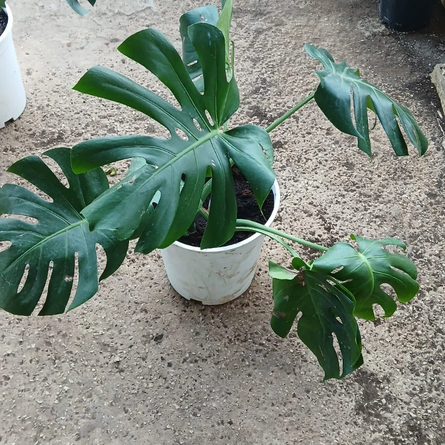 Monstera Plant - 7