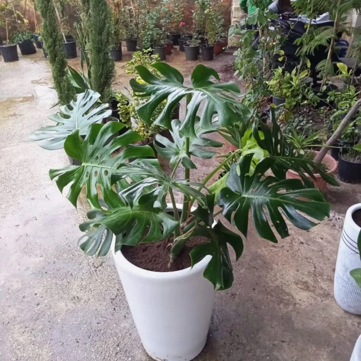 Monstera Plant - 4