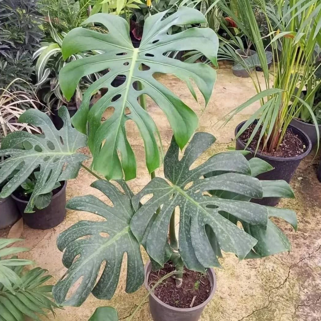 Monstera Plant - 1