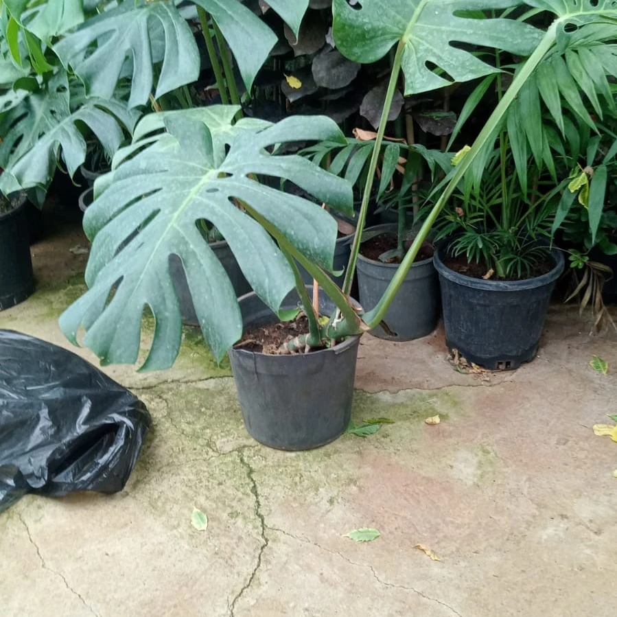Monstera Plant - 3