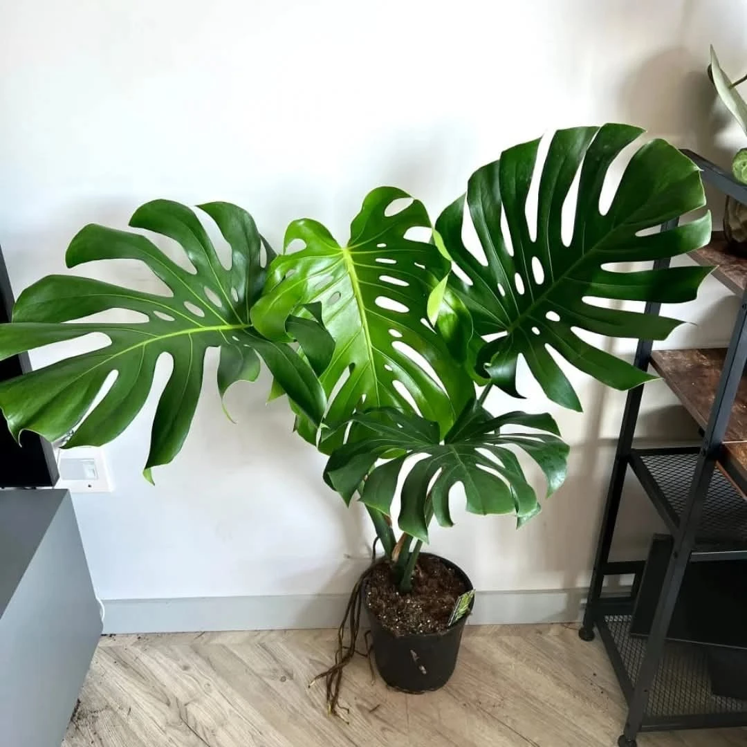 Monstera Plant - 2