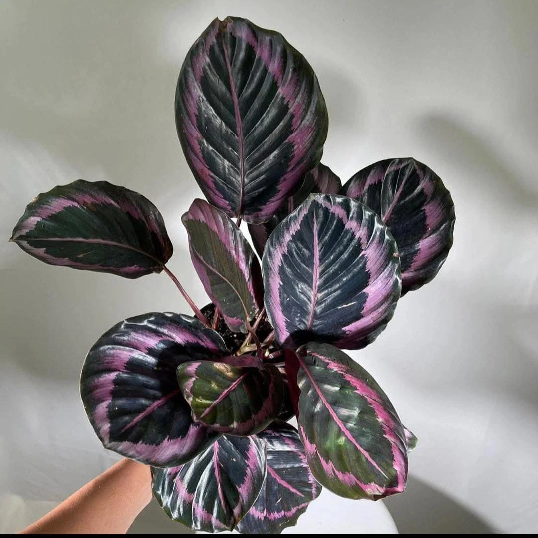 Calathea - 2