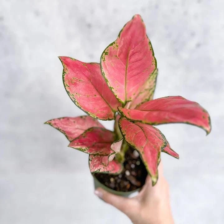 Aglaonema