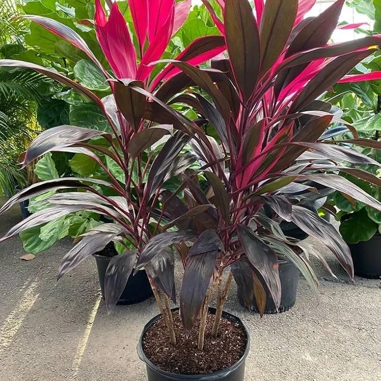 Red Cordyline - 3