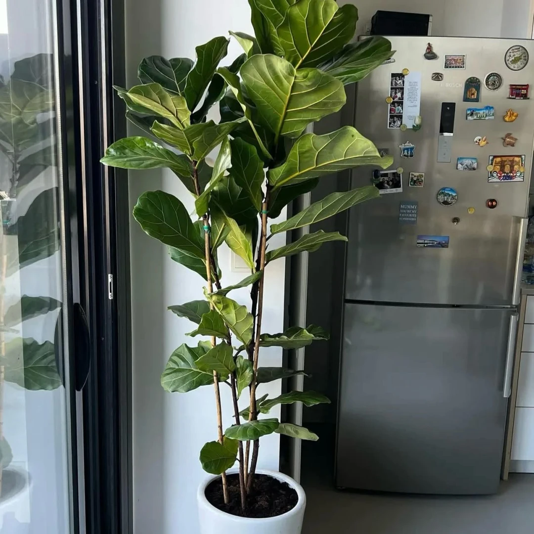 Fiddle leaf fig
