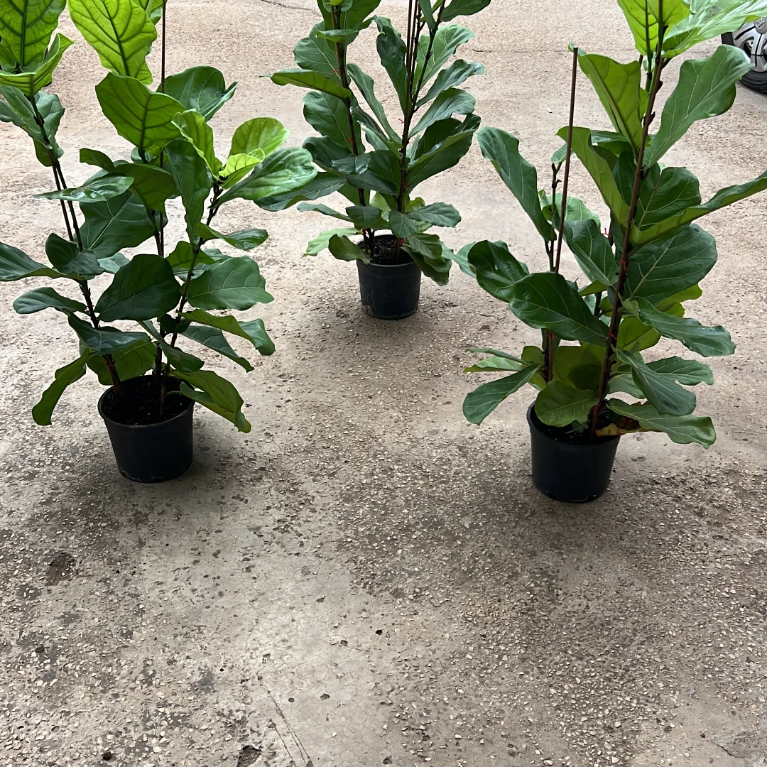 Fiddle Leaf Fig - 4