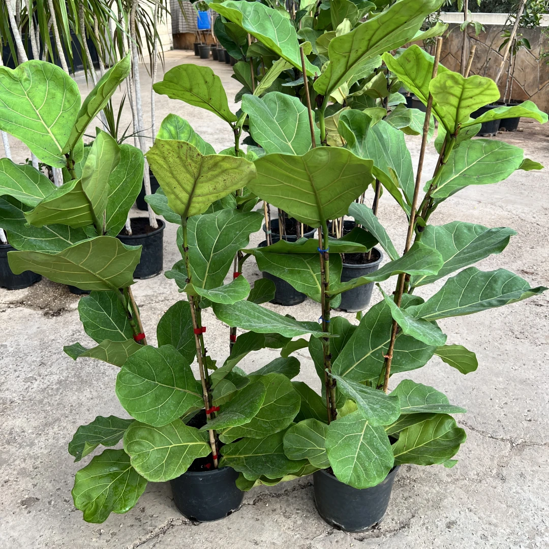 Fiddle Leaf Fig - 1