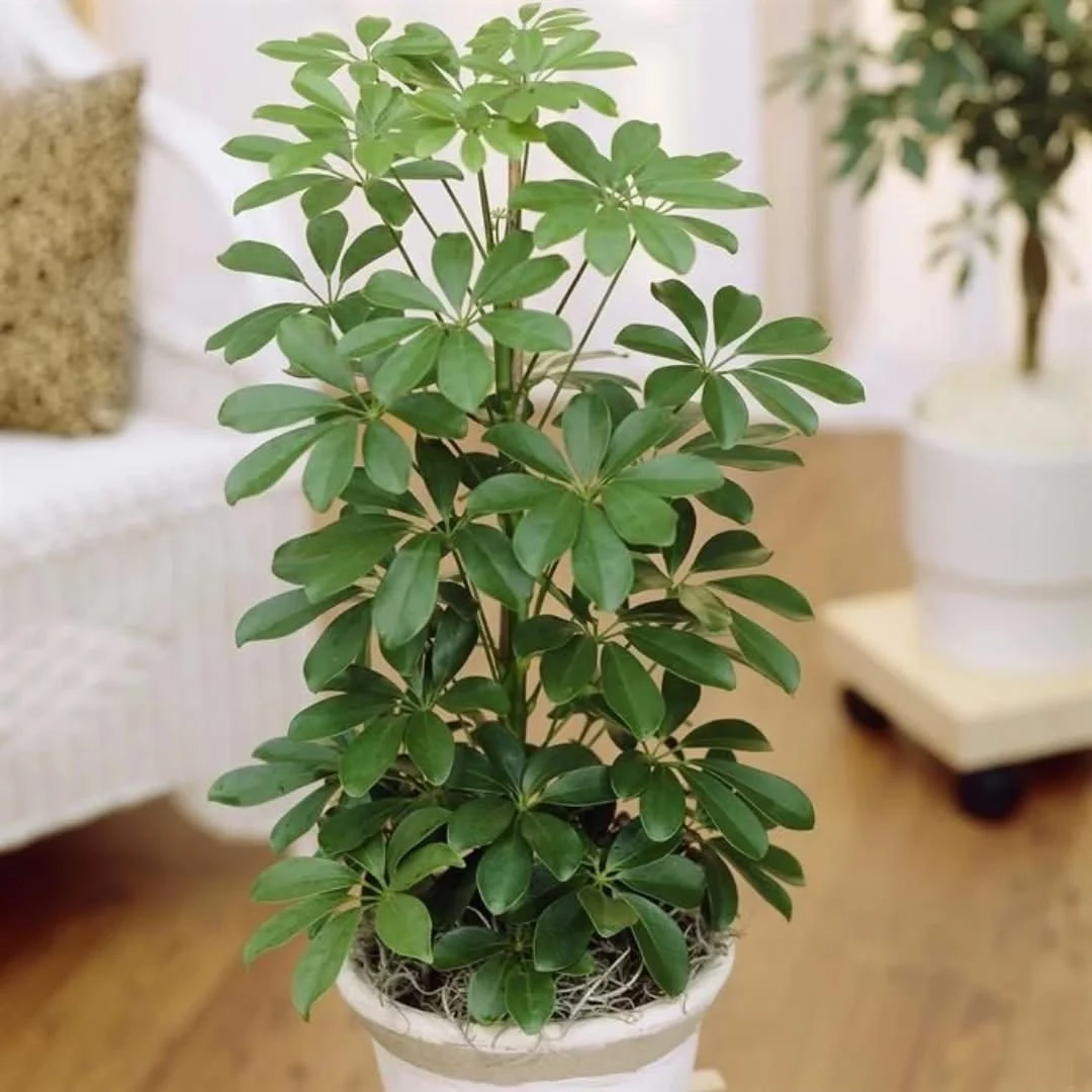 Schefflera