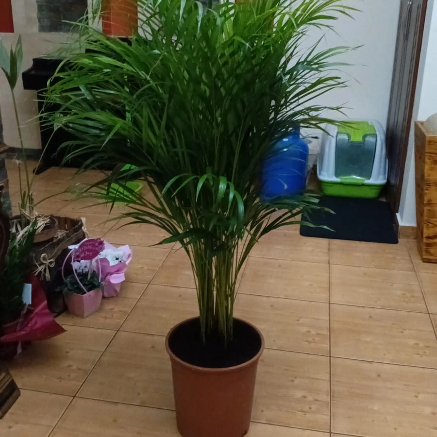 Areca - 7