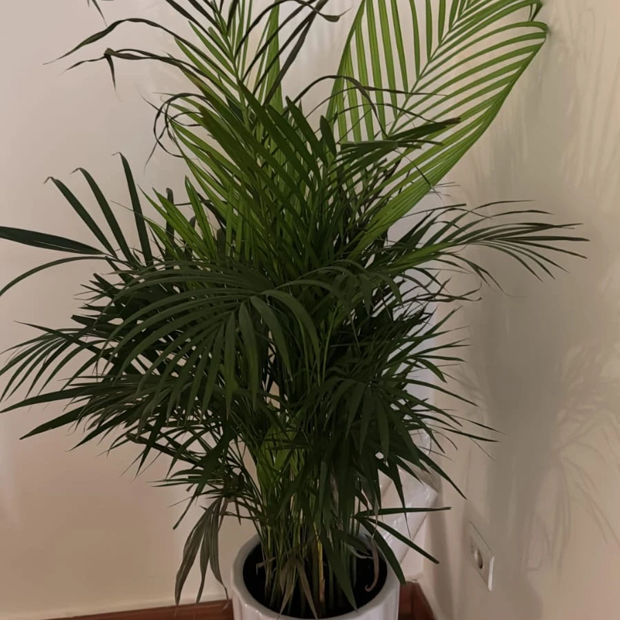 Areca - 6