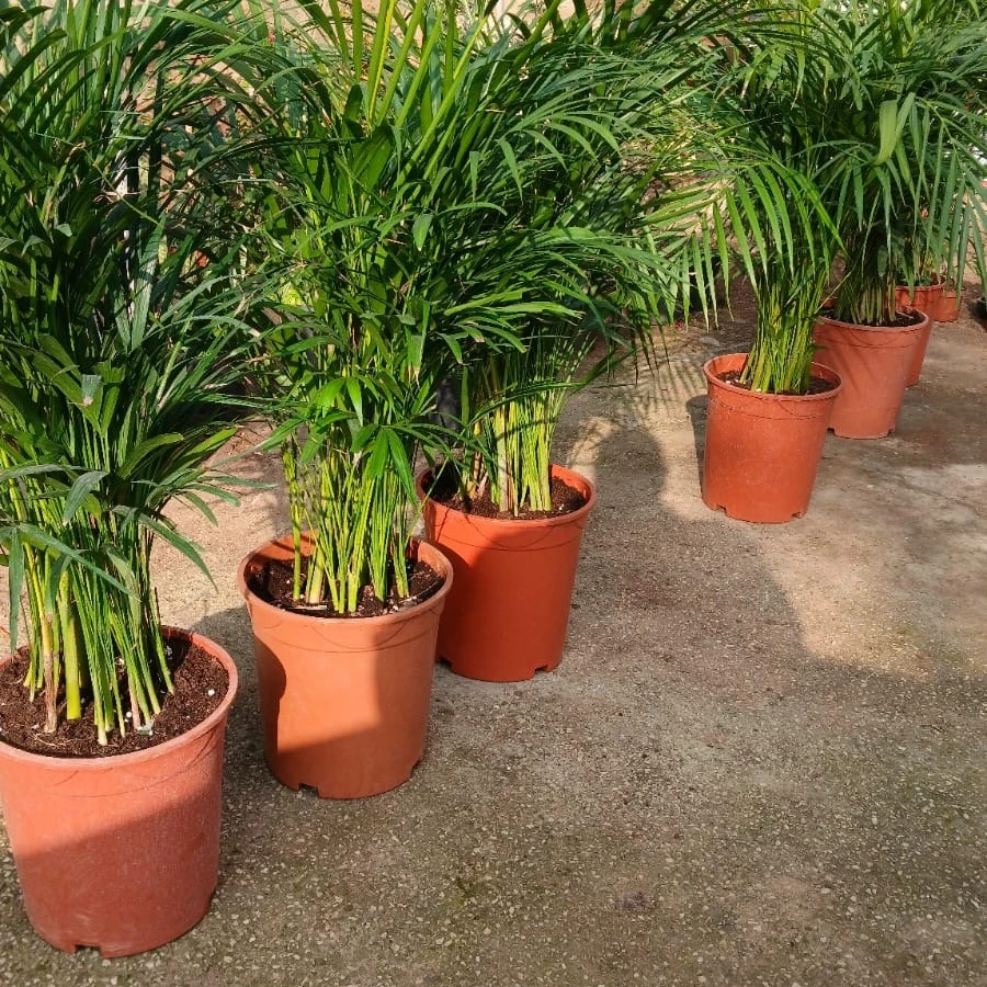 Areca - 4