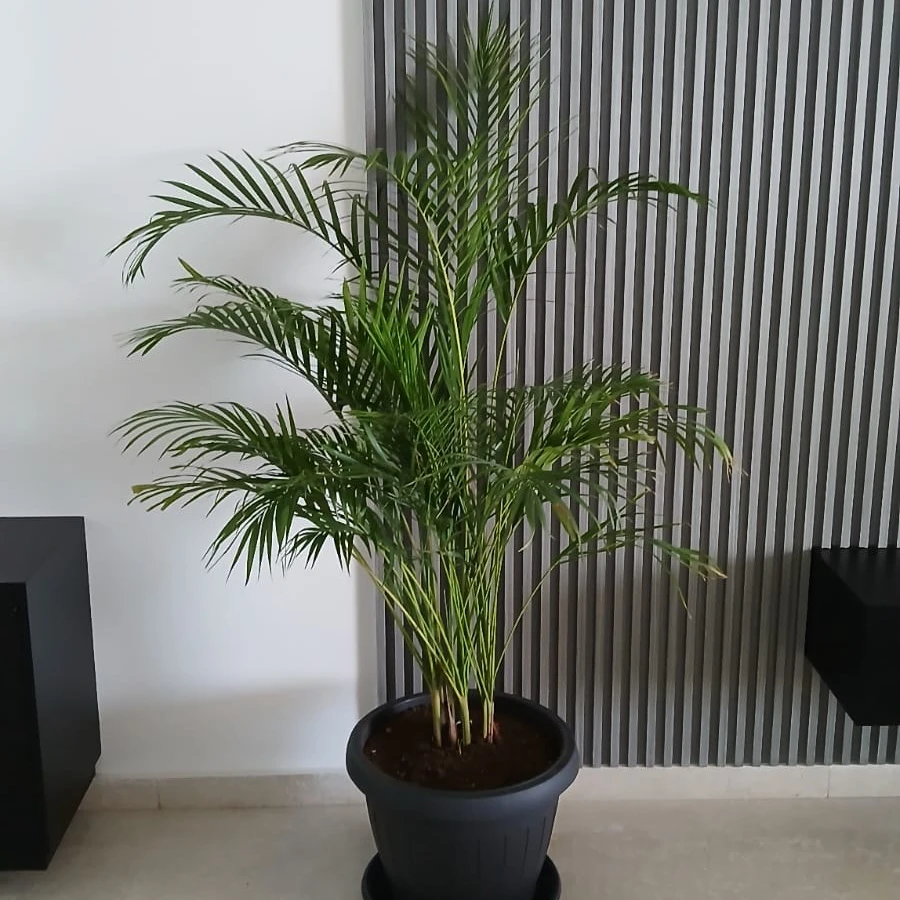 Areca - 2