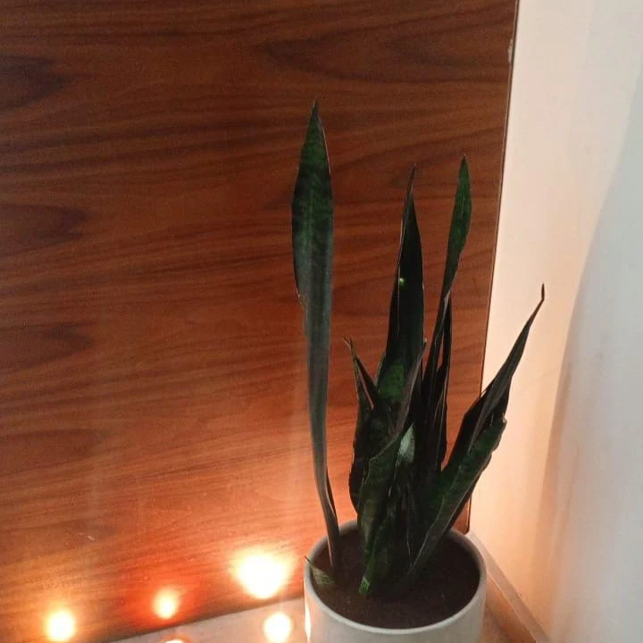 Snake Plant - 10
