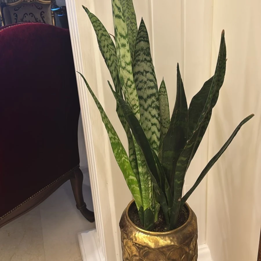Snake Plant - 9