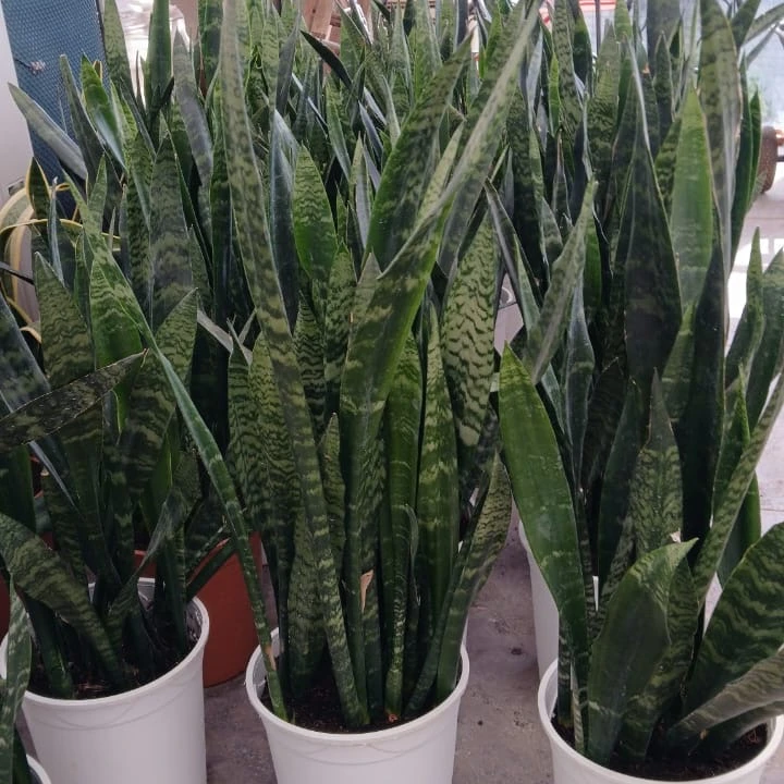 Snake Plant - 7