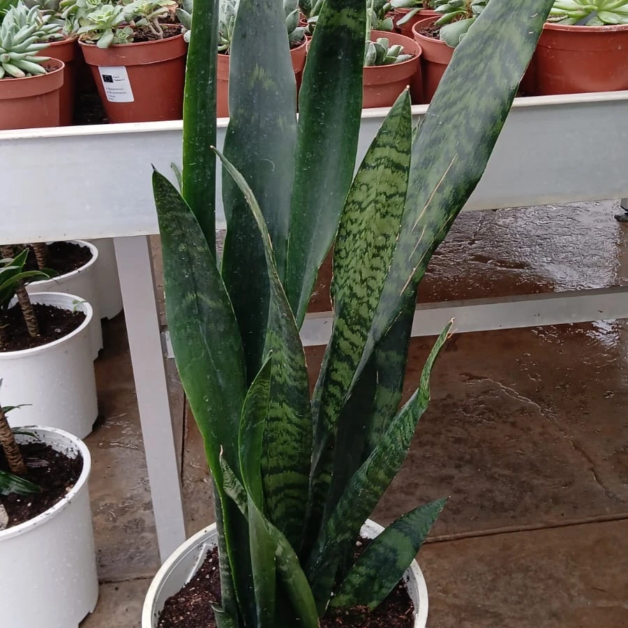 Snake Plant - 8