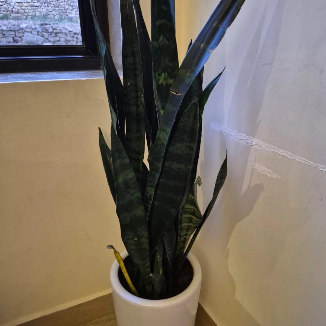 Snake Plant - 6