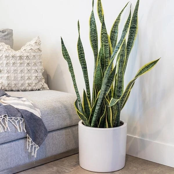 Snake Plant - 3
