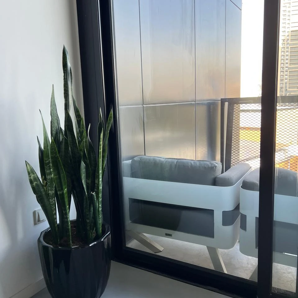 Snake Plant - 1