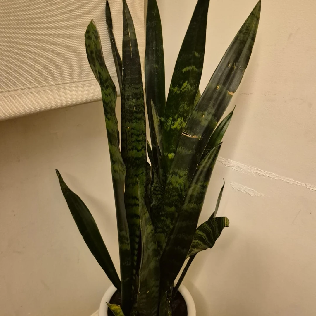 Snake Plant - 2
