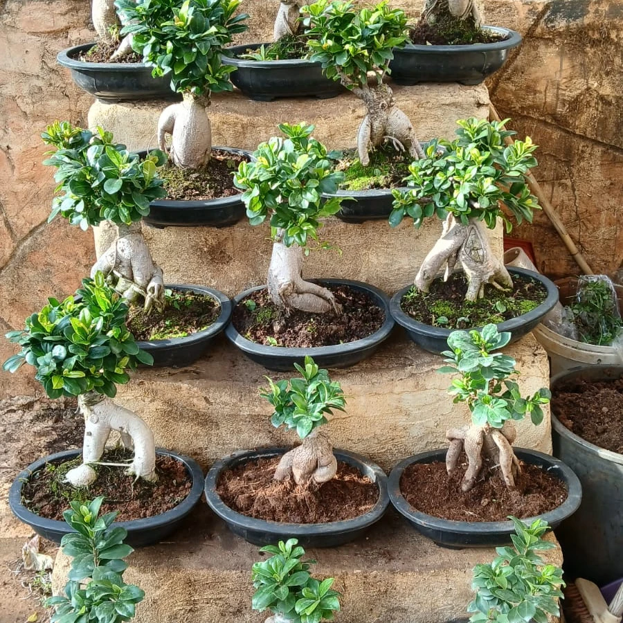 Bonsai - 4