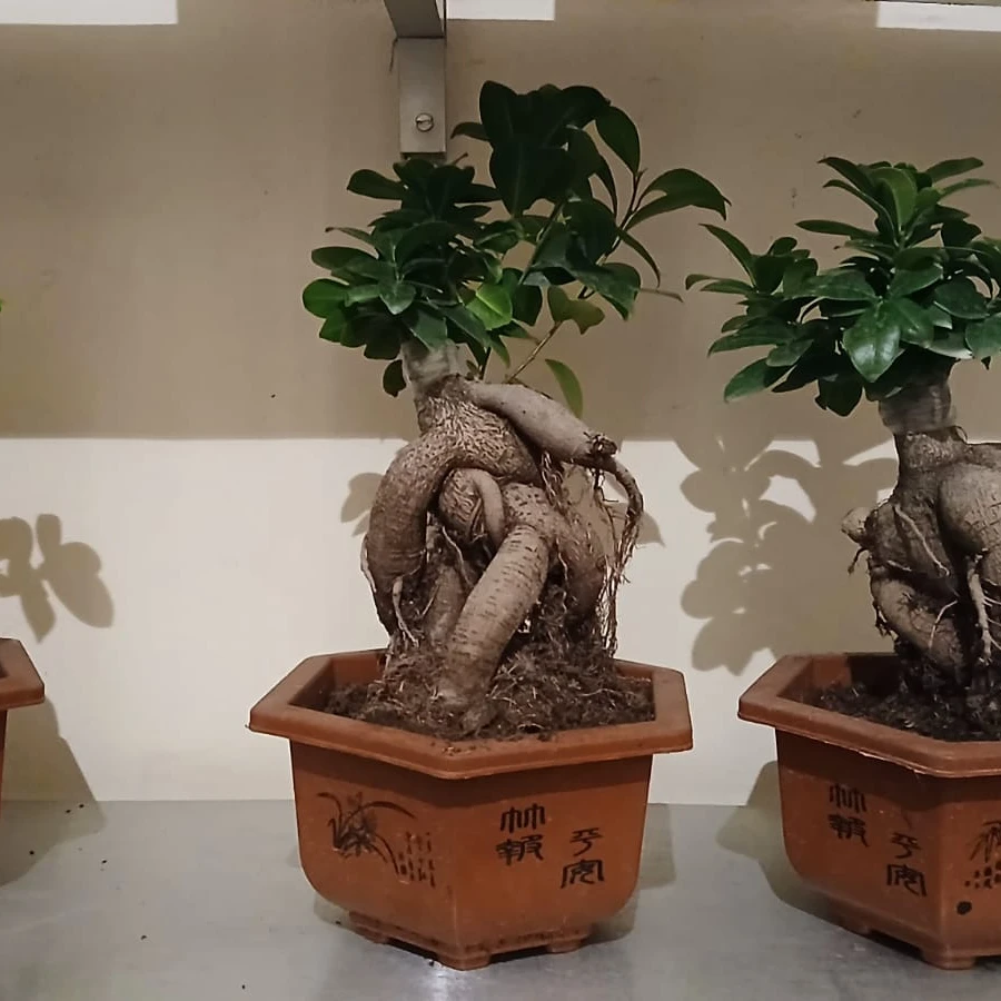 Bonsai - 3