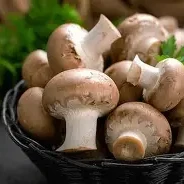 فطر / Mushrooms