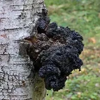 فطر شاجا / Chaga Mushroom