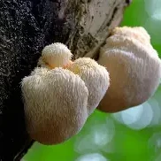 فطر عرف الأسد / Lion's Mane Mushroom