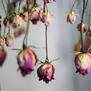 Dried Rose Petals / ورد يابس