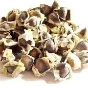 مورينجا بزر